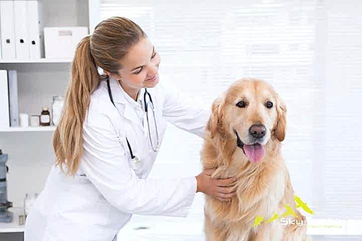 Fethiye Veterinary Clinics fethiye-veteriner-klinikleri-1