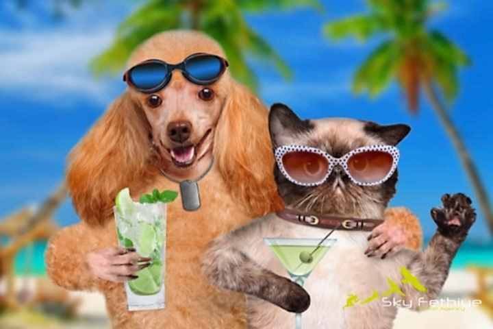 Fethiye Pet Friendly Hotels Fethiye evcil hayvanla gidilecek otel